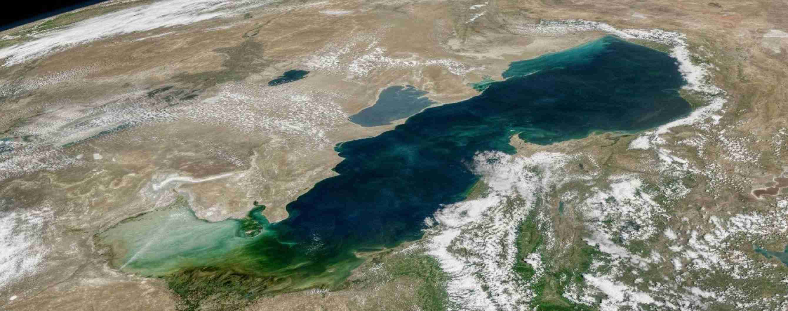 Самые интересные обитатели Каспийского моря: от султанок до морских тараканов