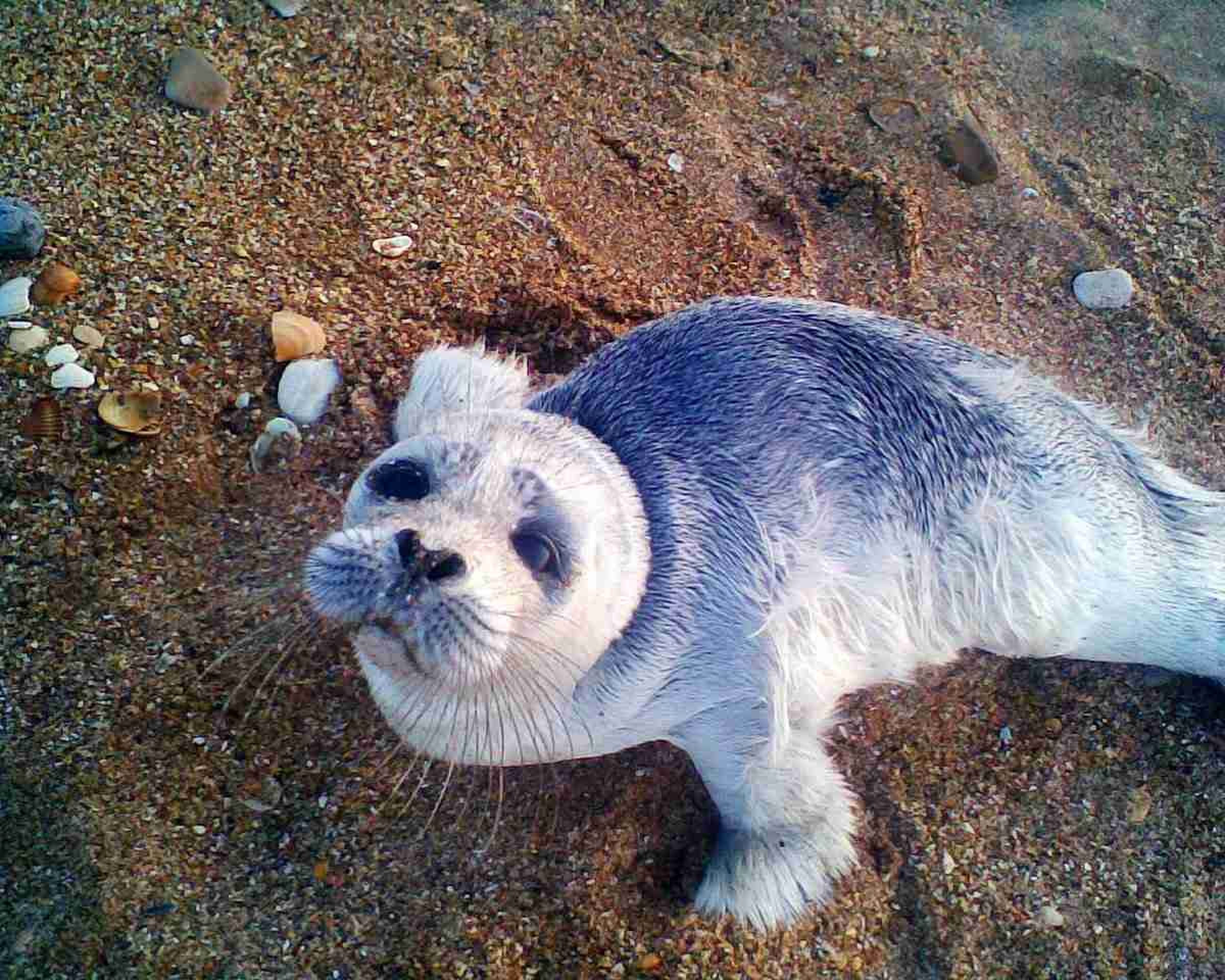 Каспийского тюленя возьмут под охрану государства
