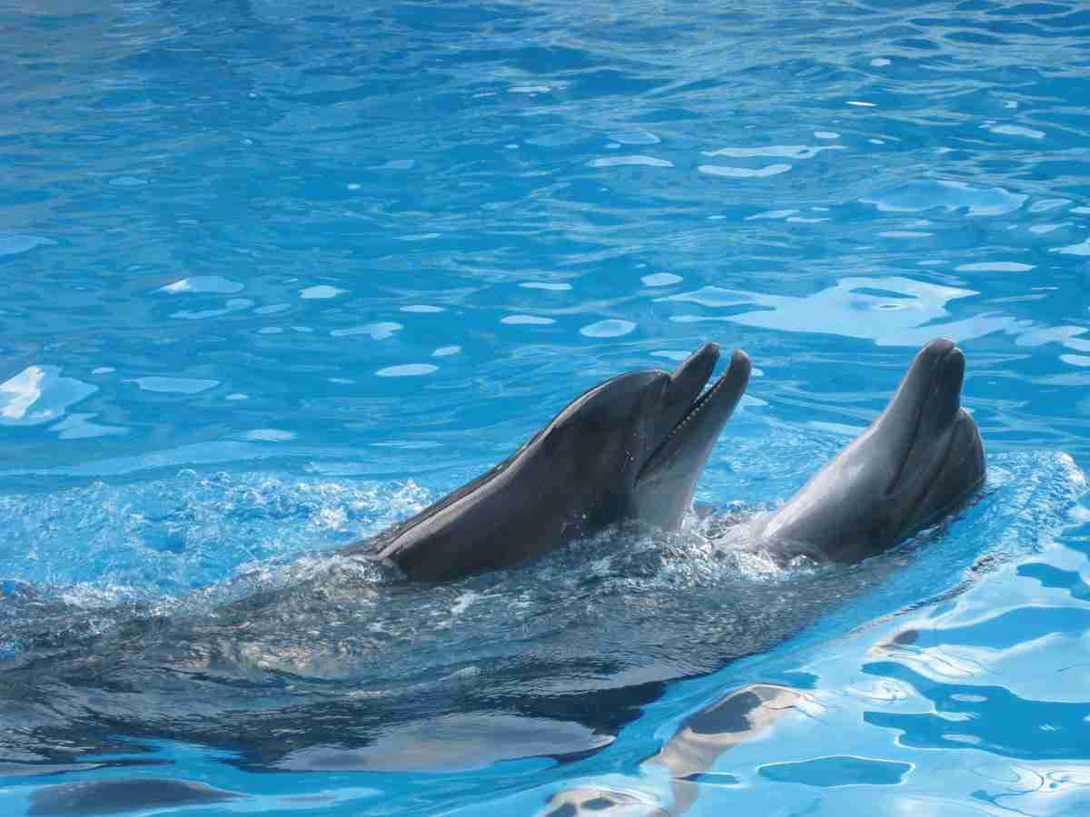 Казахстанцы призвали спасти дельфинов