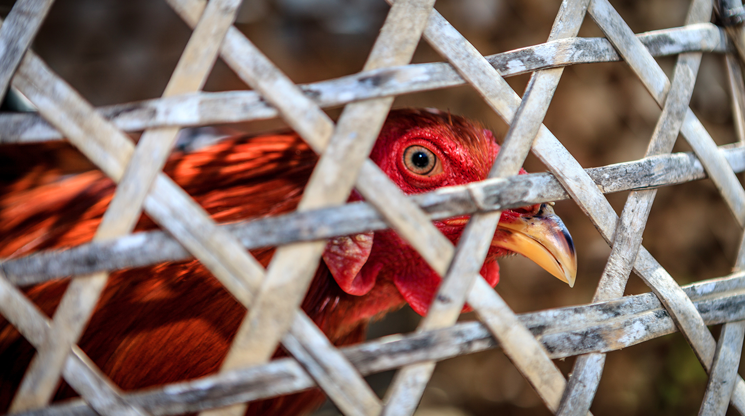 Вспышка птичьего гриппа в Казахстане: последствия для экономики